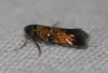 Chrysoesthia drurella